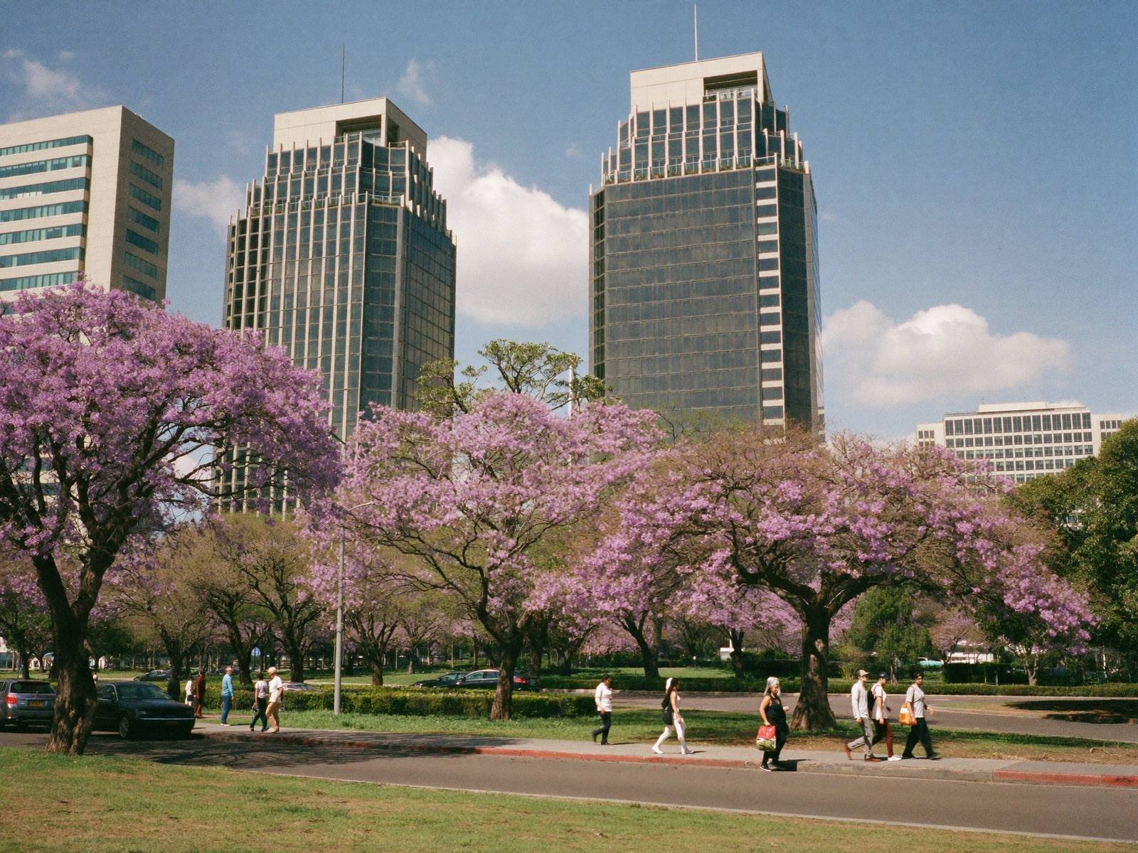 Office towers behind jacaranda trees in Upper Hill, Nairobi